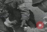 Standbild Verletzte Hundebehandlung Normandie Frankreich, 1944, aus Sekunde 28 historischem Filmmaterial Videoclip 65675080701