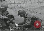 Standbild Verletzte Hundebehandlung Normandie Frankreich, 1944, aus Sekunde 50 historischem Filmmaterial Videoclip 65675080701