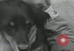 Standbild Verletzte Hundebehandlung Normandie Frankreich, 1944, aus Sekunde 51 historischem Filmmaterial Videoclip 65675080701