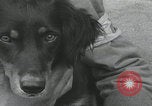 Standbild Verletzte Hundebehandlung Normandie Frankreich, 1944, aus Sekunde 52 historischem Filmmaterial Videoclip 65675080701