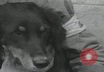 Standbild Verletzte Hundebehandlung Normandie Frankreich, 1944, aus Sekunde 53 historischem Filmmaterial Videoclip 65675080701