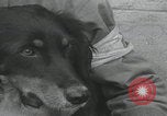 Standbild Verletzte Hundebehandlung Normandie Frankreich, 1944, aus Sekunde 54 historischem Filmmaterial Videoclip 65675080701