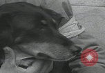 Standbild Verletzte Hundebehandlung Normandie Frankreich, 1944, aus Sekunde 55 historischem Filmmaterial Videoclip 65675080701
