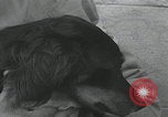 Standbild Verletzte Hundebehandlung Normandie Frankreich, 1944, aus Sekunde 56 historischem Filmmaterial Videoclip 65675080701