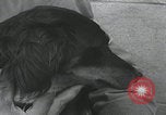 Standbild Verletzte Hundebehandlung Normandie Frankreich, 1944, aus Sekunde 58 historischem Filmmaterial Videoclip 65675080701