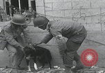 Standbild Verletzte Hundebehandlung Normandie Frankreich, 1944, aus Sekunde 61 historischem Filmmaterial Videoclip 65675080701