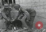 Standbild Verletzte Hundebehandlung Normandie Frankreich, 1944, aus Sekunde 62 historischem Filmmaterial Videoclip 65675080701