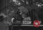 Image of Portland Zoo bears Portland Oregon USA, 1918, second 2 stock footage video 65675080779