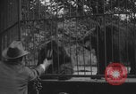 Image of Portland Zoo bears Portland Oregon USA, 1918, second 7 stock footage video 65675080779