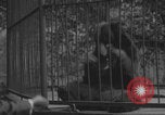 Image of Portland Zoo bears Portland Oregon USA, 1918, second 9 stock footage video 65675080779