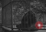 Image of Portland Zoo bears Portland Oregon USA, 1918, second 10 stock footage video 65675080779