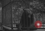 Image of Portland Zoo bears Portland Oregon USA, 1918, second 11 stock footage video 65675080779
