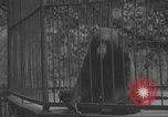 Image of Portland Zoo bears Portland Oregon USA, 1918, second 12 stock footage video 65675080779
