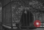 Image of Portland Zoo bears Portland Oregon USA, 1918, second 13 stock footage video 65675080779