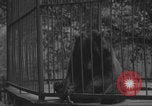 Image of Portland Zoo bears Portland Oregon USA, 1918, second 14 stock footage video 65675080779