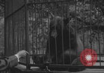Image of Portland Zoo bears Portland Oregon USA, 1918, second 15 stock footage video 65675080779