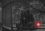 Image of Portland Zoo bears Portland Oregon USA, 1918, second 16 stock footage video 65675080779