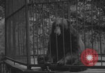 Image of Portland Zoo bears Portland Oregon USA, 1918, second 17 stock footage video 65675080779