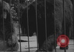 Image of Portland Zoo bears Portland Oregon USA, 1918, second 22 stock footage video 65675080779