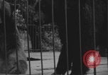 Image of Portland Zoo bears Portland Oregon USA, 1918, second 24 stock footage video 65675080779