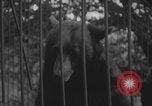Image of Portland Zoo bears Portland Oregon USA, 1918, second 25 stock footage video 65675080779