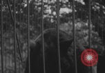 Image of Portland Zoo bears Portland Oregon USA, 1918, second 26 stock footage video 65675080779