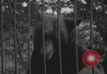 Image of Portland Zoo bears Portland Oregon USA, 1918, second 27 stock footage video 65675080779