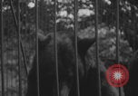 Image of Portland Zoo bears Portland Oregon USA, 1918, second 28 stock footage video 65675080779