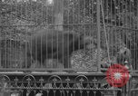 Image of Portland Zoo bears Portland Oregon USA, 1918, second 29 stock footage video 65675080779