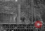 Image of Portland Zoo bears Portland Oregon USA, 1918, second 30 stock footage video 65675080779