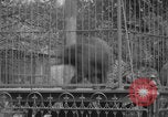 Image of Portland Zoo bears Portland Oregon USA, 1918, second 31 stock footage video 65675080779