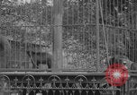 Image of Portland Zoo bears Portland Oregon USA, 1918, second 32 stock footage video 65675080779
