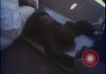 Image of chimpanzee rocket sled testing preparations New Mexico United States USA, 1960, second 32 stock footage video 65675080960