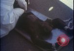 Image of chimpanzee rocket sled testing preparations New Mexico United States USA, 1960, second 40 stock footage video 65675080960