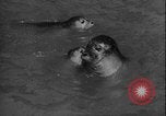 Image of seal filming Germany, 1940, second 20 stock footage video 65675080991