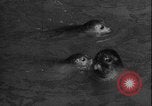 Image of seal filming Germany, 1940, second 21 stock footage video 65675080991