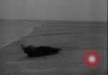 Image of seal filming Germany, 1940, second 24 stock footage video 65675080991
