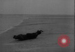 Image of seal filming Germany, 1940, second 25 stock footage video 65675080991