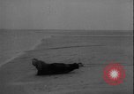 Image of seal filming Germany, 1940, second 29 stock footage video 65675080991