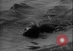 Image of seal filming Germany, 1940, second 31 stock footage video 65675080991