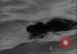 Image of seal filming Germany, 1940, second 32 stock footage video 65675080991