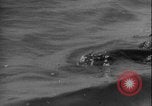 Image of seal filming Germany, 1940, second 33 stock footage video 65675080991