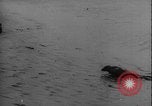 Image of seal filming Germany, 1940, second 37 stock footage video 65675080991