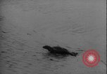Image of seal filming Germany, 1940, second 38 stock footage video 65675080991