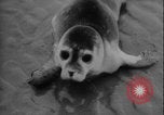 Image of seal filming Germany, 1940, second 39 stock footage video 65675080991