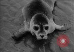 Image of seal filming Germany, 1940, second 40 stock footage video 65675080991
