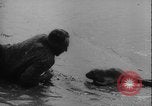 Image of seal filming Germany, 1940, second 42 stock footage video 65675080991