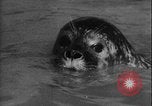 Image of seal filming Germany, 1940, second 43 stock footage video 65675080991