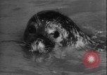 Image of seal filming Germany, 1940, second 44 stock footage video 65675080991