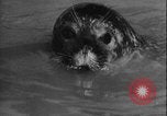 Image of seal filming Germany, 1940, second 45 stock footage video 65675080991